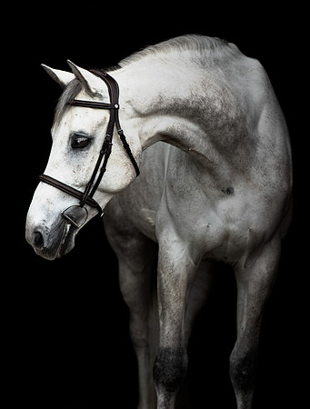 AllusionImages-5803