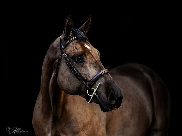 AllusionImages-5798