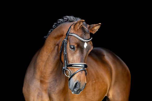 AllusionImages-5675